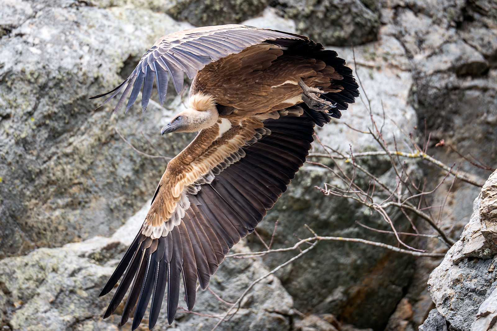 Griffon Vulture