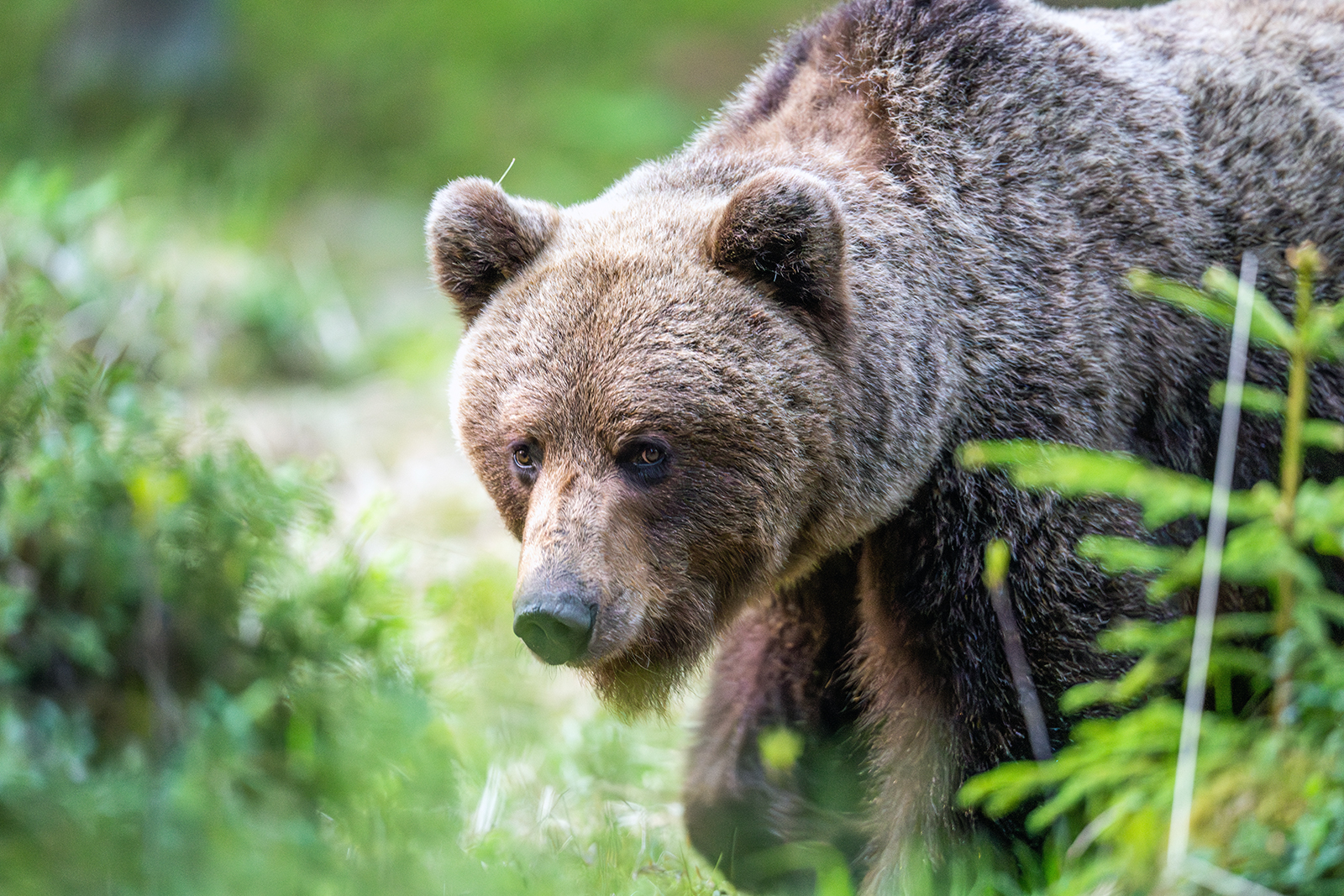 Brown Bear