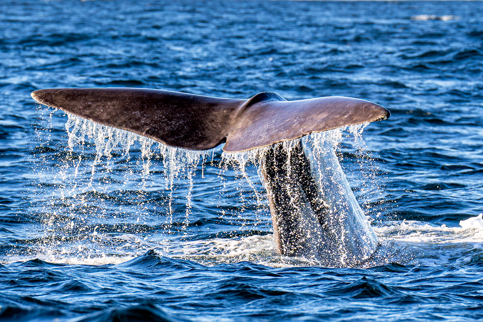 Sperm whale