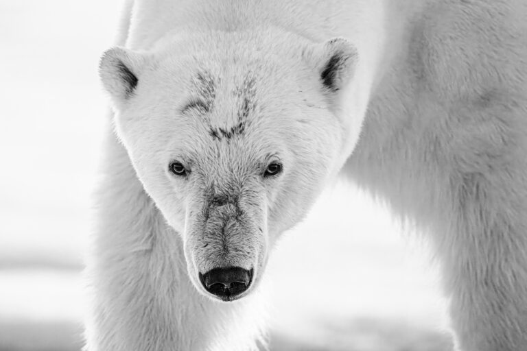 Polar bear male profile