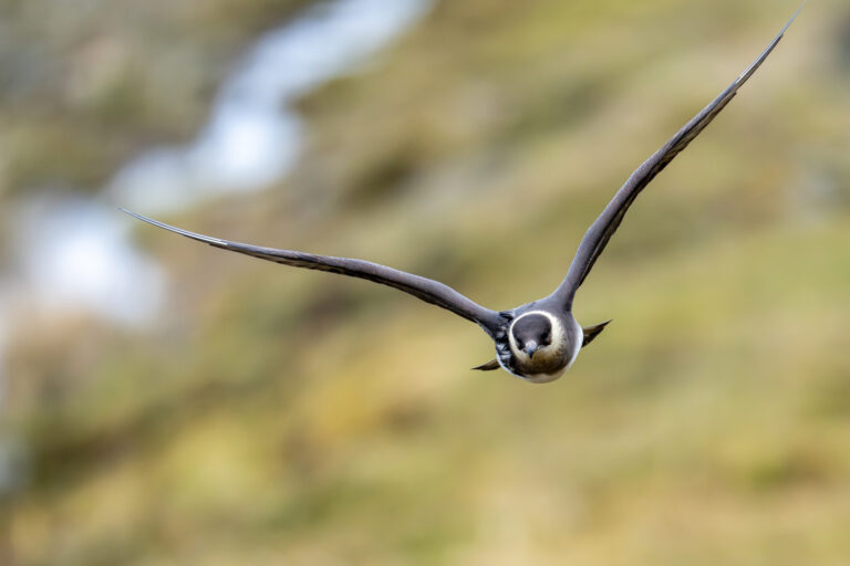 Arctic Skua