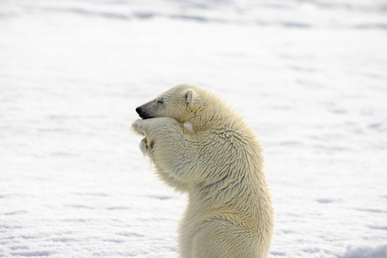 Polar bear cub, ice, snow, arctic