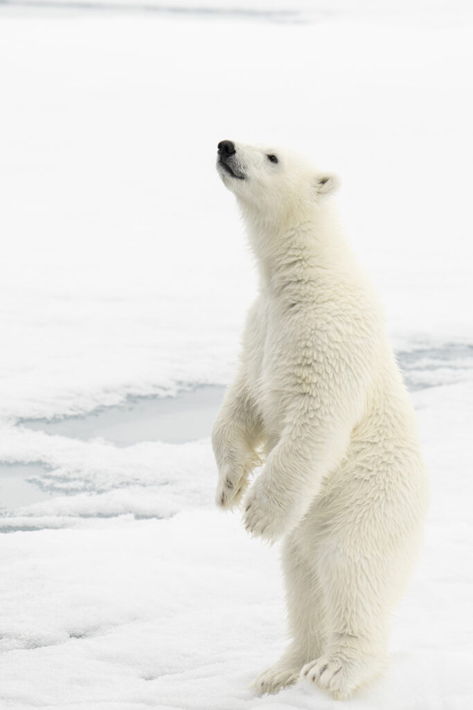 Polar bear cub