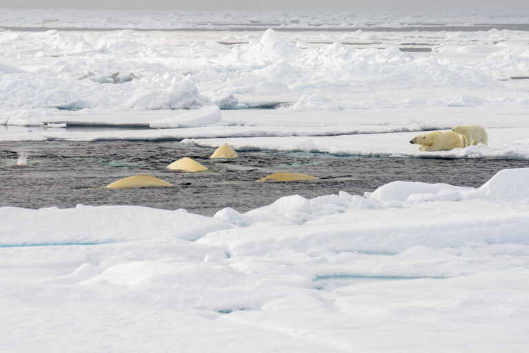 Polar bears watching Belugas.