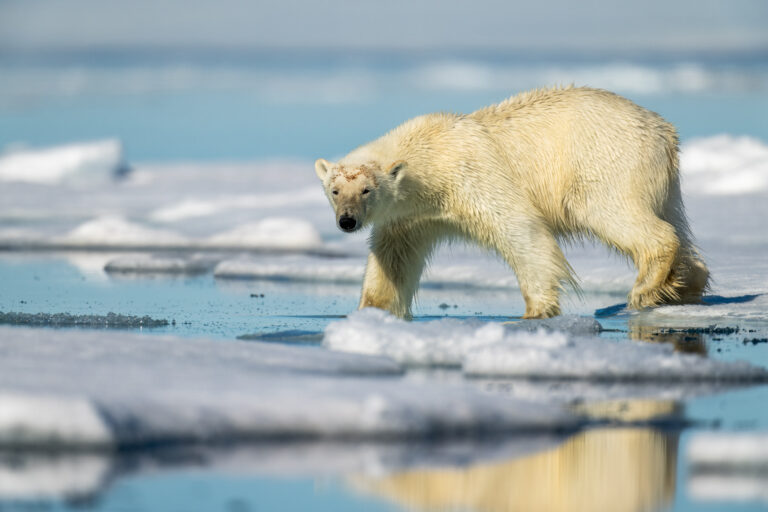 Female polar bear