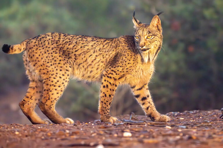 Iberian lynx