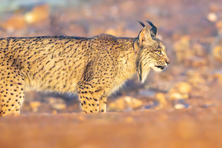 Iberian lynx