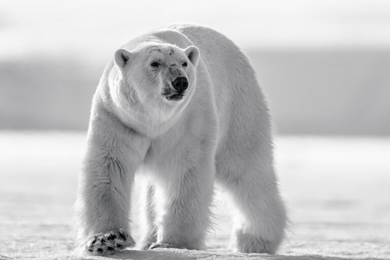 Polar bear male coming