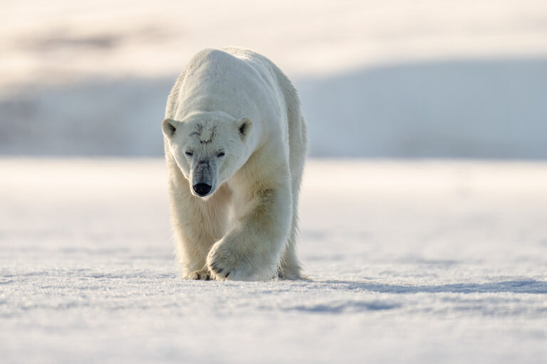 Polar bear male approaching