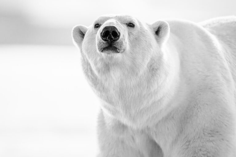 Polar bear male sniffing