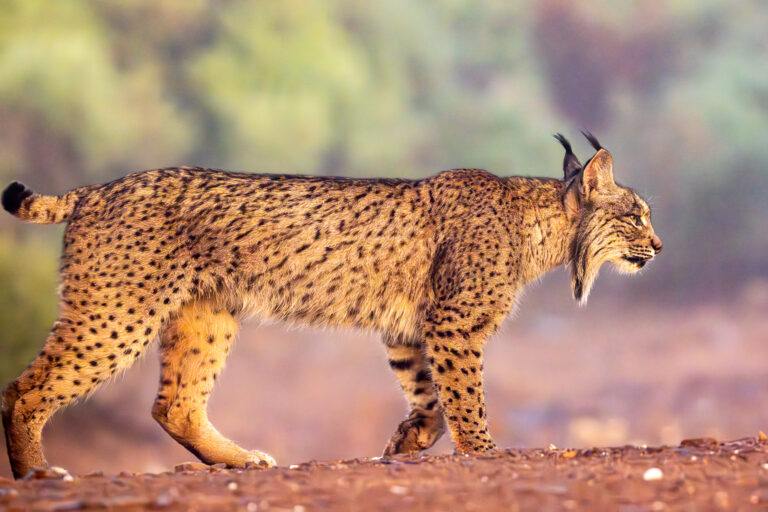 Iberian lynx