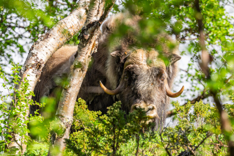 Musk ox between the trees