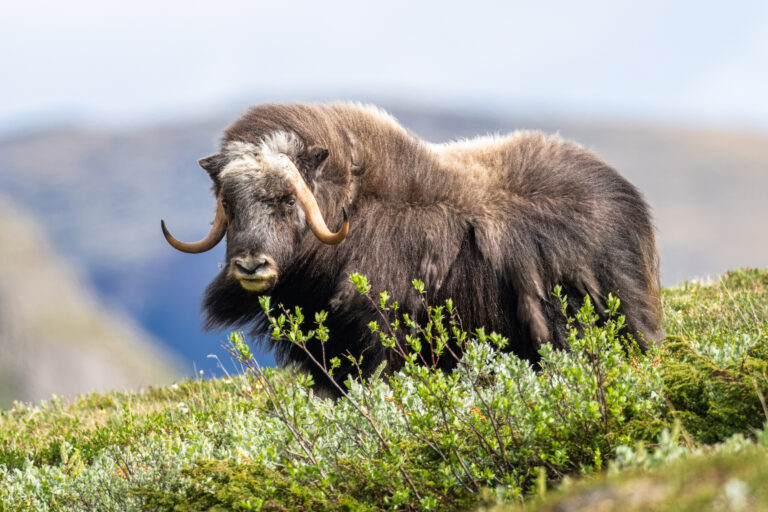 Musk ox in the mountain