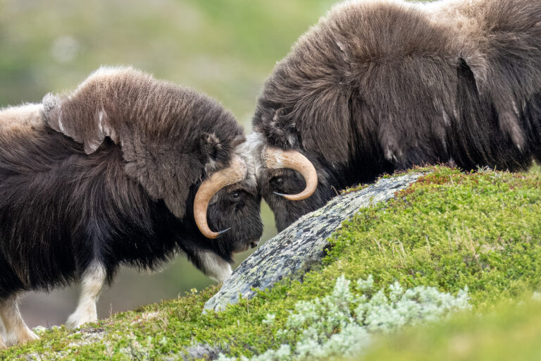 Musk oxes fighting