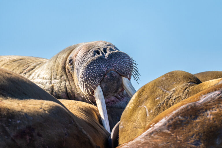 Female Walrus