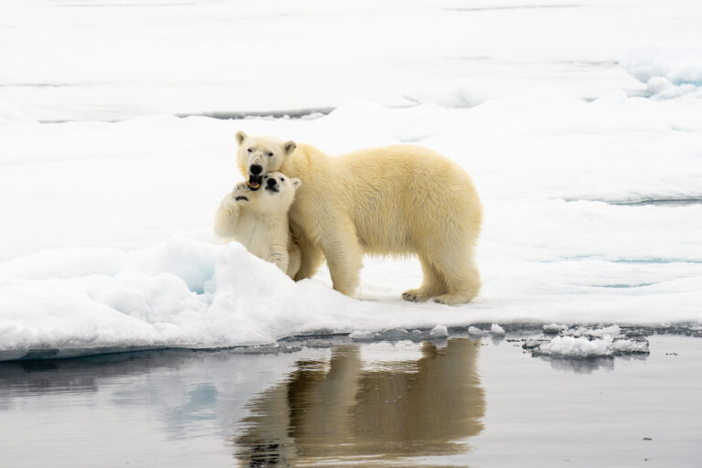 Polar bears playing