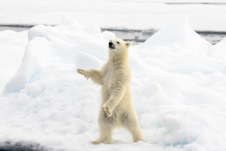 Polar bear cub standing