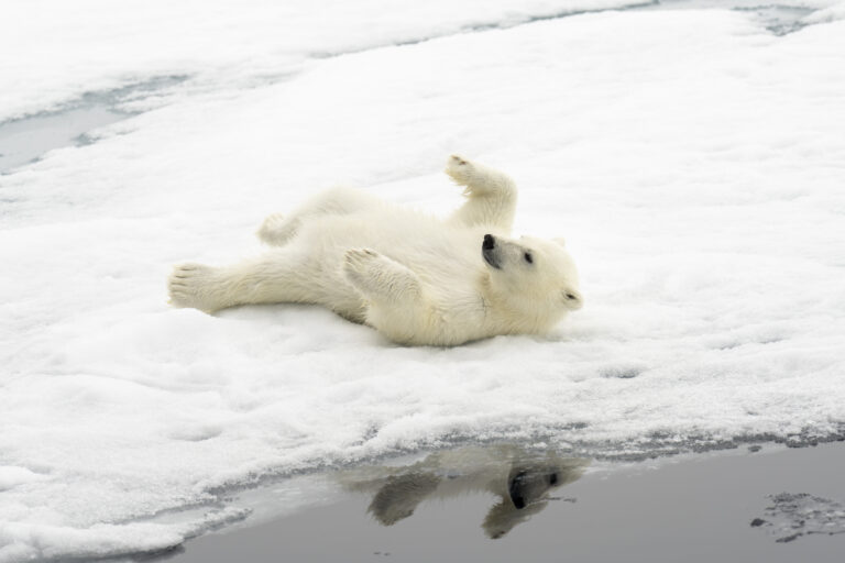 Polar bear cub on its back