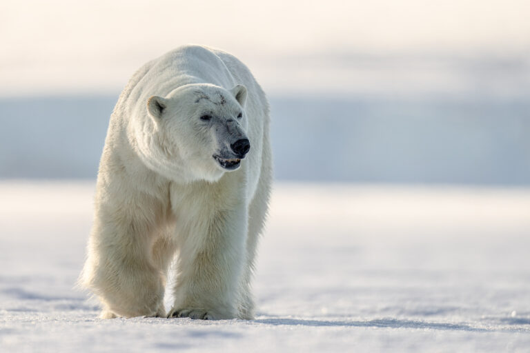 Polar bear male