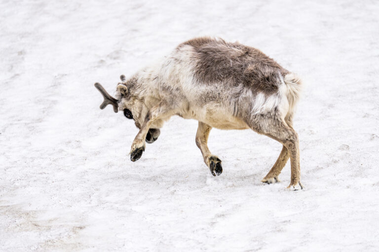 Svalbard reindeer jumping