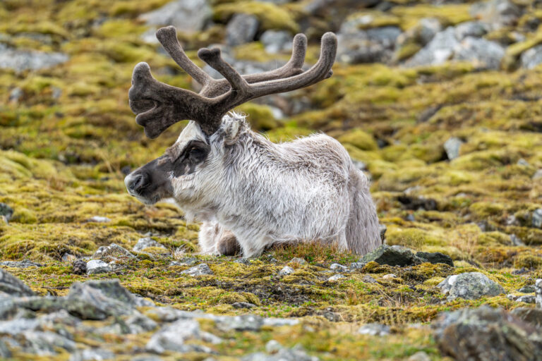 Svalbard Reindeer lying