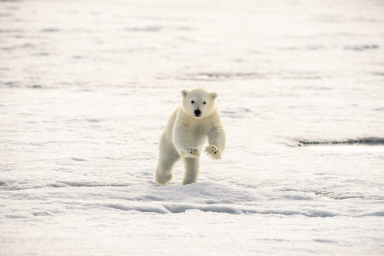 Polar bear cub jumping