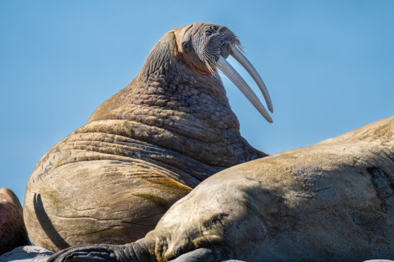 Walrus looking