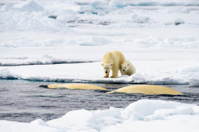 Polar bears, Belugas, Arctic, Snow, ice