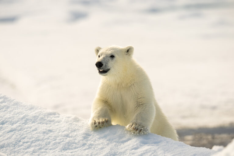 Polar bear cub