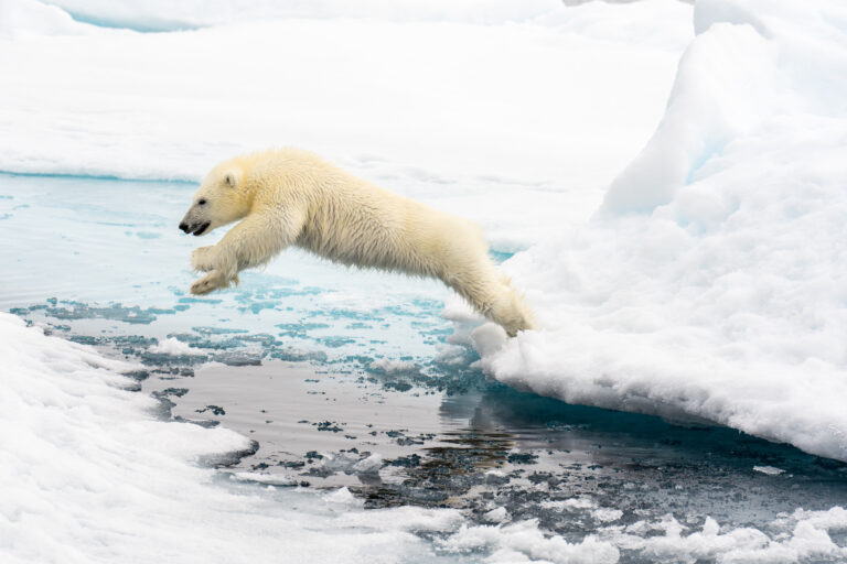 Polar bear cub jumping