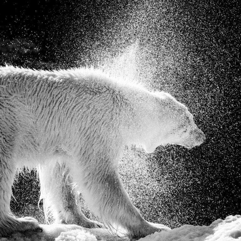 Female polar bear shaking water