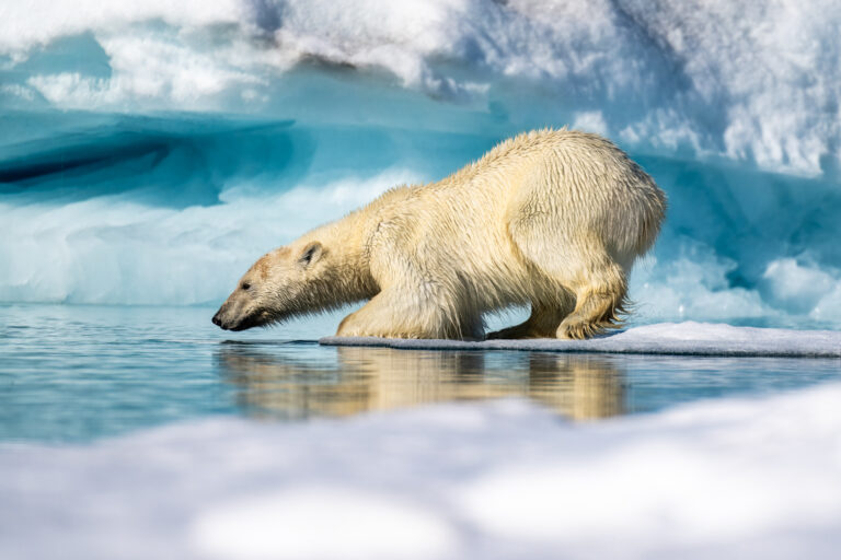 Polar bear female entering water