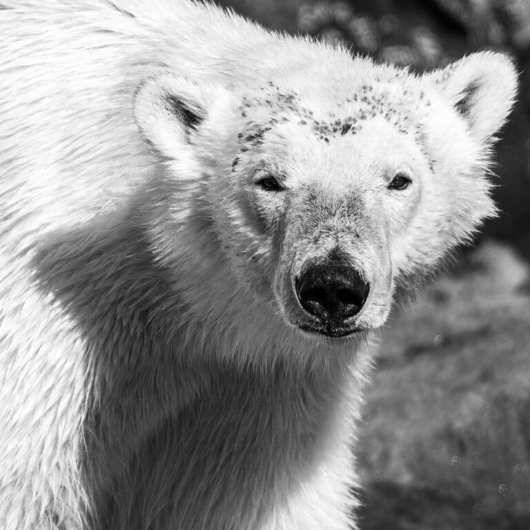 Female polar bear profile