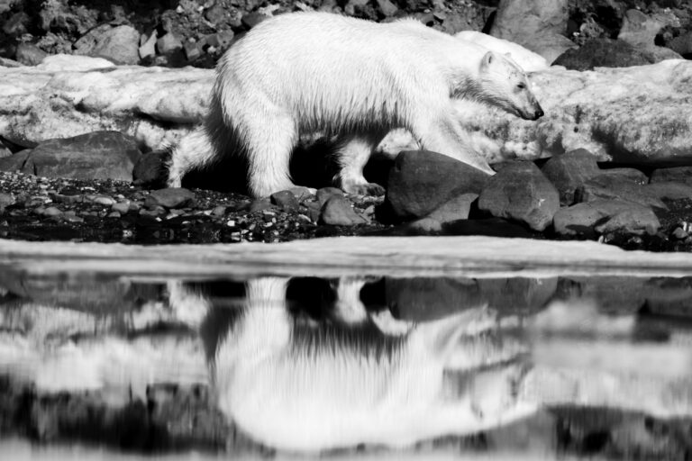 Female polar bear on the shoreline